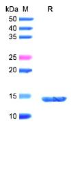 SDS-PAGE (KISS1-3135H).jpg